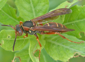 Polistes bellicosus